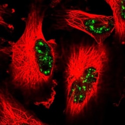 CCNJL Antibody, Novus Biologicals 0.1mL; Unlabeled:Antibodies, Polyclonal